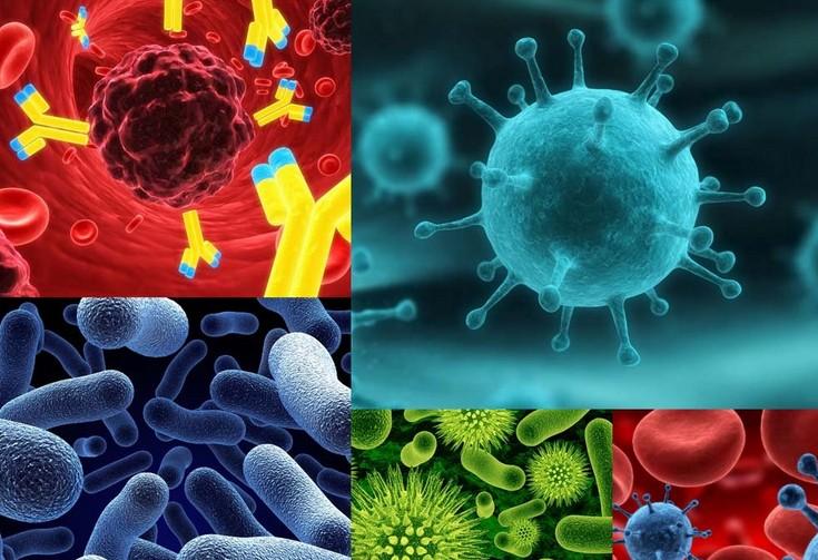 原位杂交技术的基本流程有哪些？