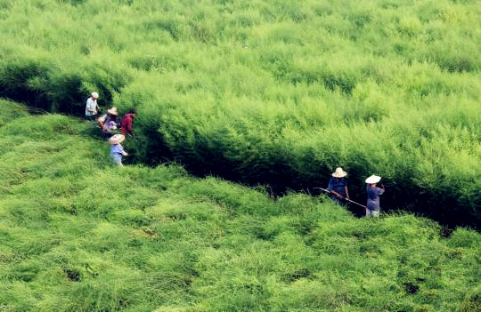 国内青蒿素产业现状：难觅国内药企身影