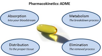 毒代动力学的吸收、分布、代谢、排泄