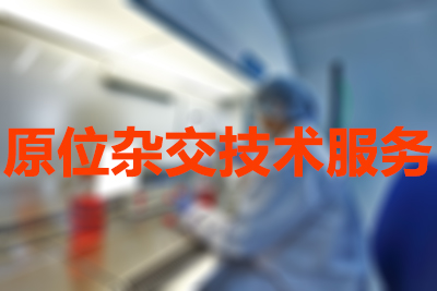 原位杂交技术的分类有哪些？