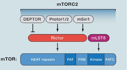 mTORC2的组成蛋白主要有Rictor、mSin1、mSLT8和Protor等
