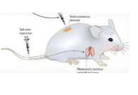 围观:临床前小鼠模型如何。