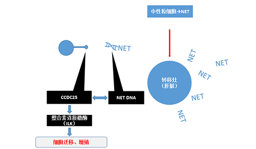 除了单纯的捕获，NET DNA与CCDC-25的结合还增强了癌细胞的侵袭行为，促进了癌症的肝转移。
