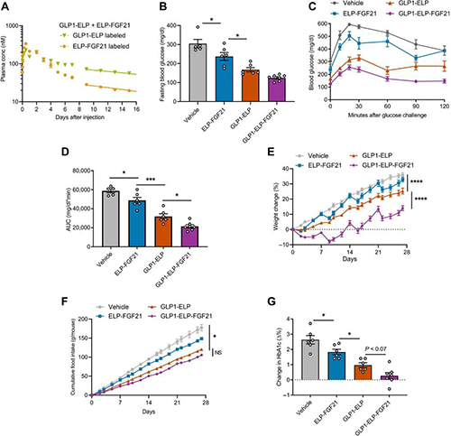 GLP1-ELP-FGF21双激动剂融合蛋白对血糖和体重具有有效且持续的作用 不朽情缘mg官网
