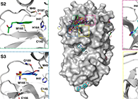 【Nature子刊】国际团队联合力量，加速基于COVID-19结构的药物设计！