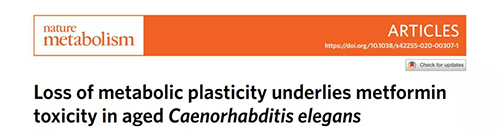 在线虫和人类原代细胞中，当在其寿命晚期提供二甲双胍时，二甲双胍会缩短寿命，这与二甲双胍在年轻生物体中的积极作用相反。