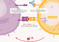 饿了吗？饿一饿原来可以辅助PD-1抑制剂肿瘤免疫治疗
