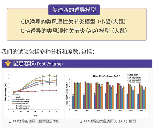 不朽情缘mg官网诱导的类风湿性关节炎模型