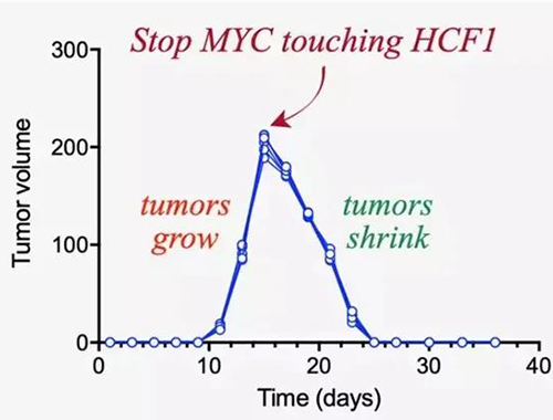 可以“融化”肿瘤的蛋白质，你一定没有听说过！
