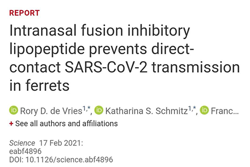 Science速递|鼻喷雾剂可阻止新冠肺炎传播，在雪貂实验中已初获成效