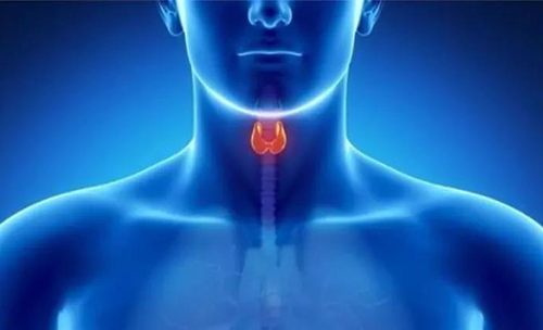 Science速递 | 揭开甲状腺的神秘面纱，开启代谢药物新征程