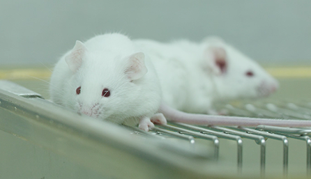 不朽情缘mg官网临床前研究-药效学、药代动力学和临床前研究服务