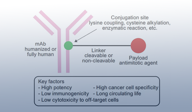 ADC药物：迎接市场热潮，攻破研发壁垒