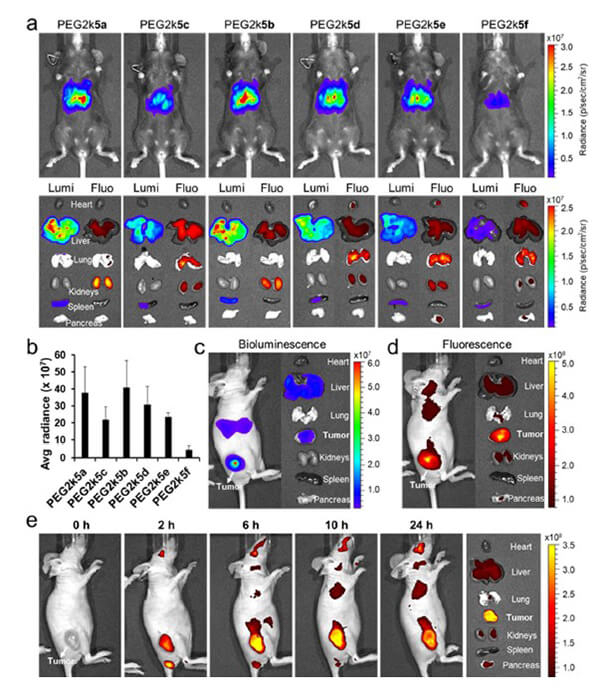 递送和NIR影像，Luc mRNA; Ⅳ and intra-tumoral.jpg