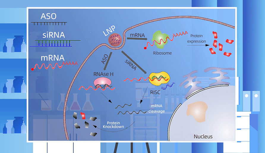 核酸药物的作用机制主要有哪些？