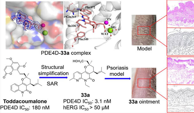 发现用于局部治疗牛皮癣的新型PDE4抑制剂，小鼠、大鼠和人肝微粒体的代谢稳定性实验通过不朽情缘mg官网测定