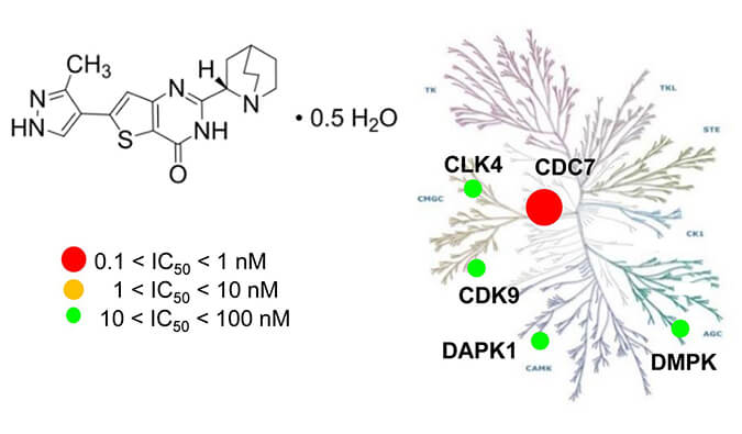 TAK-931是一种高特异性CDC7抑制剂，具有抗肿瘤功效，本研究中体内药效实验通过不朽情缘mg官网进行