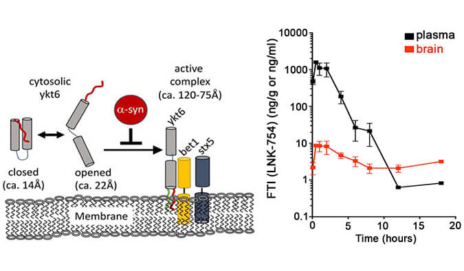 法尼基转移酶抑制剂LNK-754单次口服后即可快速穿过血脑屏障，本研究中PK分析通过不朽情缘mg官网进行