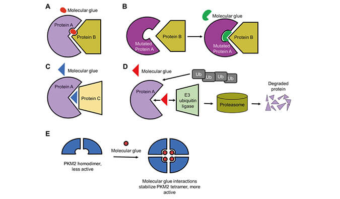 靶向蛋白降解系列（三）：分子胶，挑战不可成药