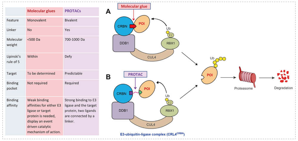 3-通过泛素-(Ub)-蛋白酶体系统降解目标蛋白-(POI)-示意图：分子胶(A)；PROTAC-(B).jpg