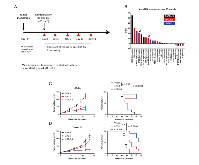 免疫检查点阻断疗法改变了癌症治疗的范式，此研究中通过不朽情缘mg官网在23 个同源肿瘤模型中进行了抗PD-1抗体的体内研究