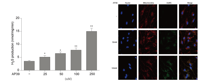 AP39是一种新合成的线粒体靶向的H2S供体，本研究中AP39通过不朽情缘mg官网设计和合成