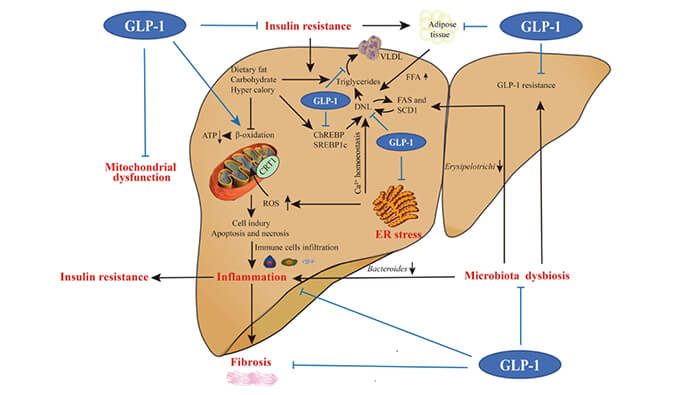 谁将成为 2024年全球生物医药首个黑马？NASH领域突破性药物即将问世？