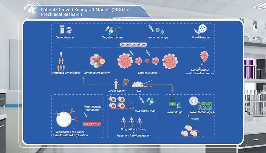 什么是临床前研究的PDX（人源肿瘤异种移植）模型？