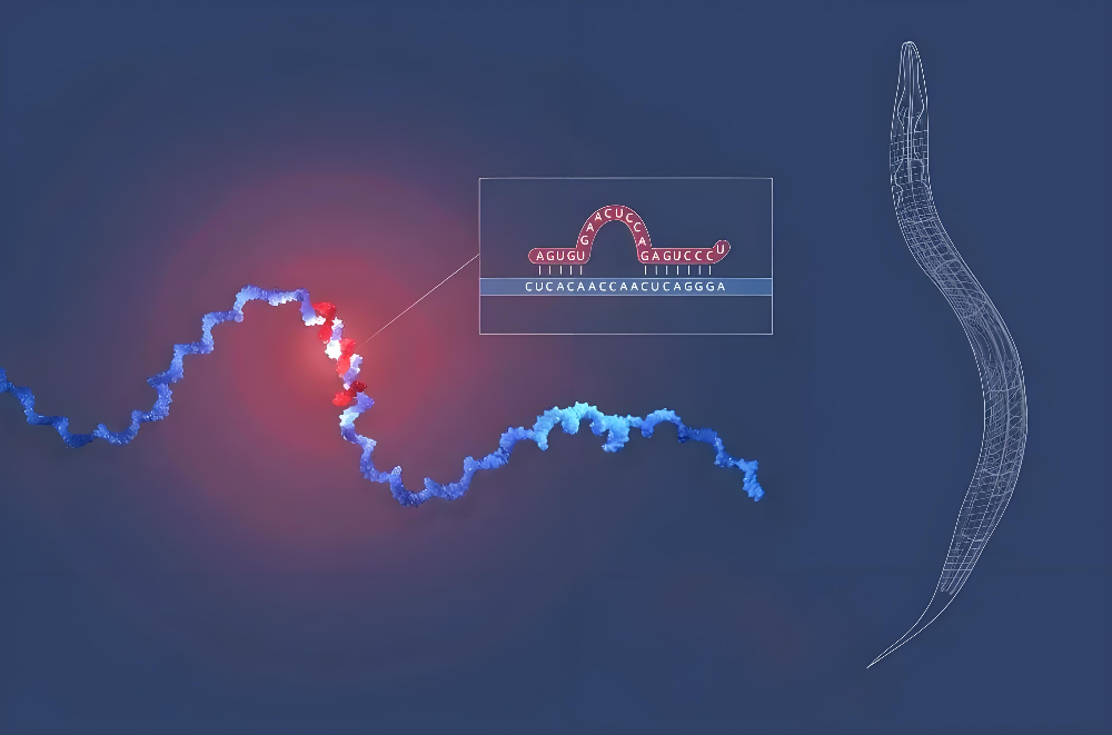 miRNA成诺贝尔奖明星分子，不朽情缘mg官网正全速赋能核酸药物研发