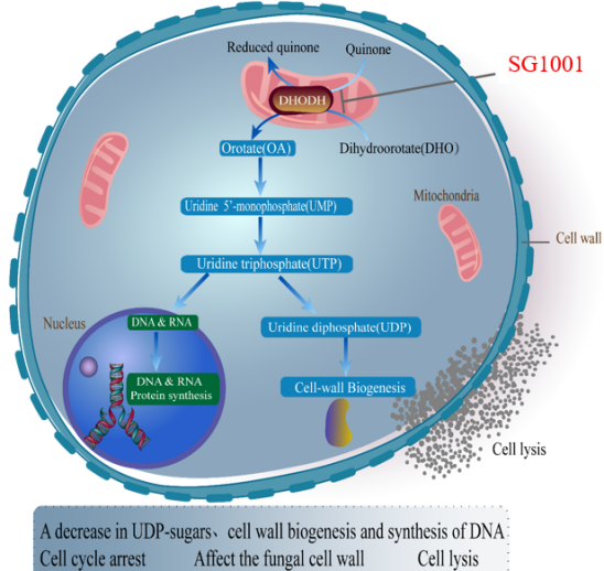 不朽情缘mg官网：叵楦锎葱乱㏒G1001完成首例受试者给药
