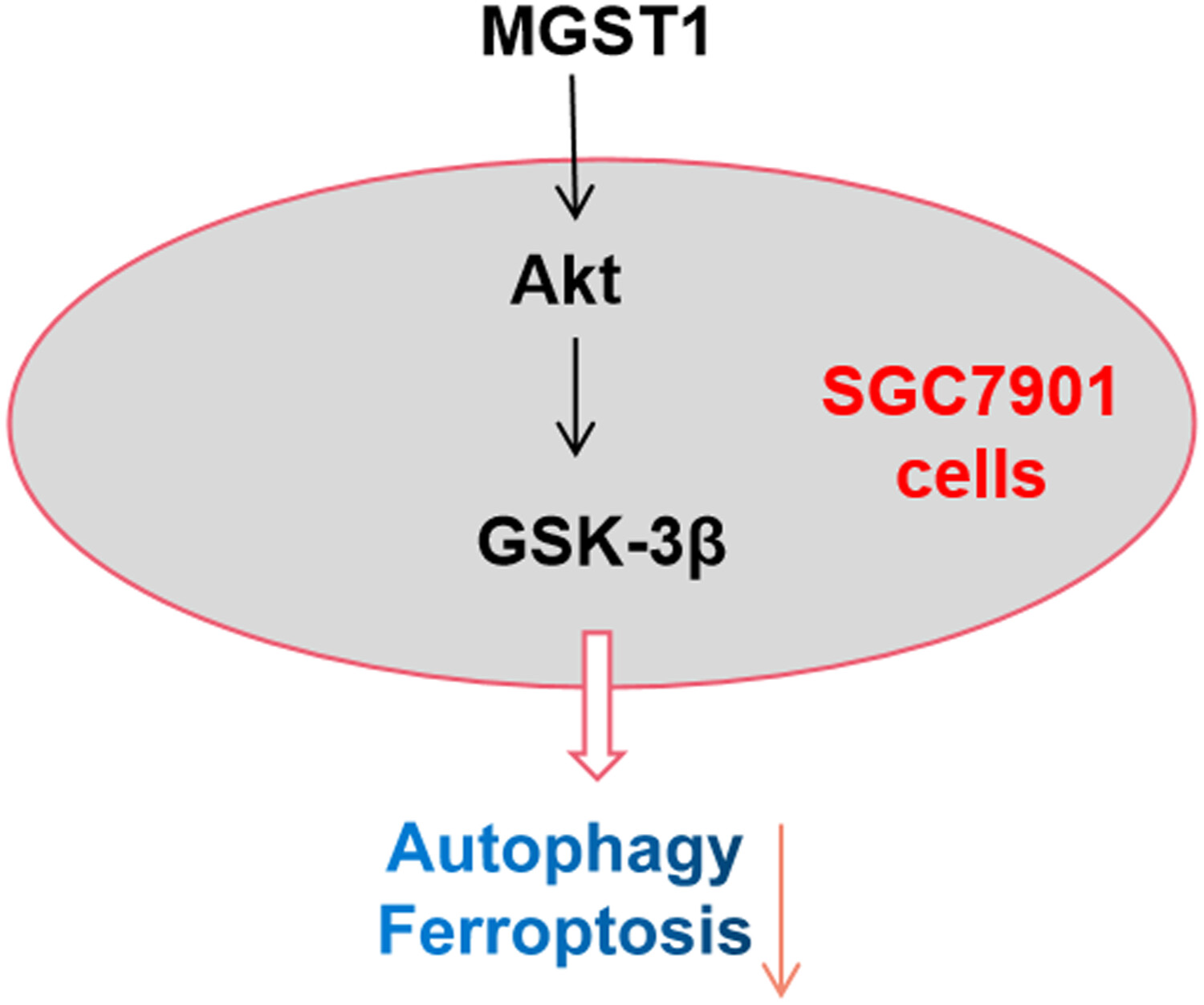 MGST1过表达通过激活Akt/GSK-3β信号通路诱导胃癌细胞增殖，本研究中MGST1过表达等体外实验通过不朽情缘mg官网进行