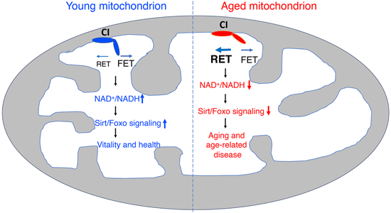 特异性RET抑制剂CPT可改善阿尔茨海默。狙芯恐蠧PT由不朽情缘mg官网化学部门合成