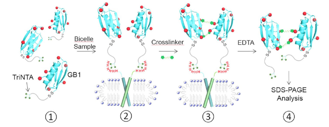 跨膜结构域寡聚体的结构测定新方法，其中TriNTA通过不朽情缘mg官网合成