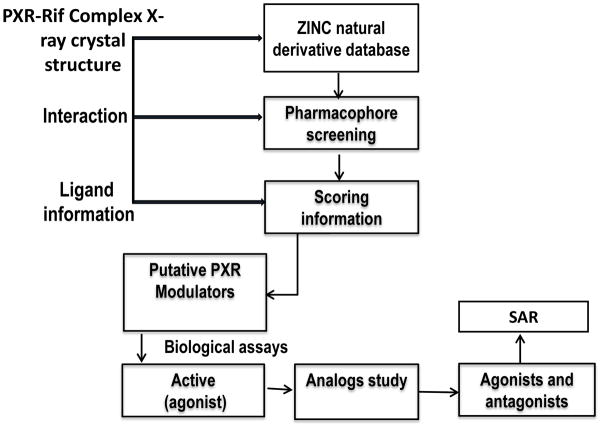 靶向PXR：天然产物衍生物调控药物代谢新策略！本研究中蛋白表达与纯化通过不朽情缘mg官网进行