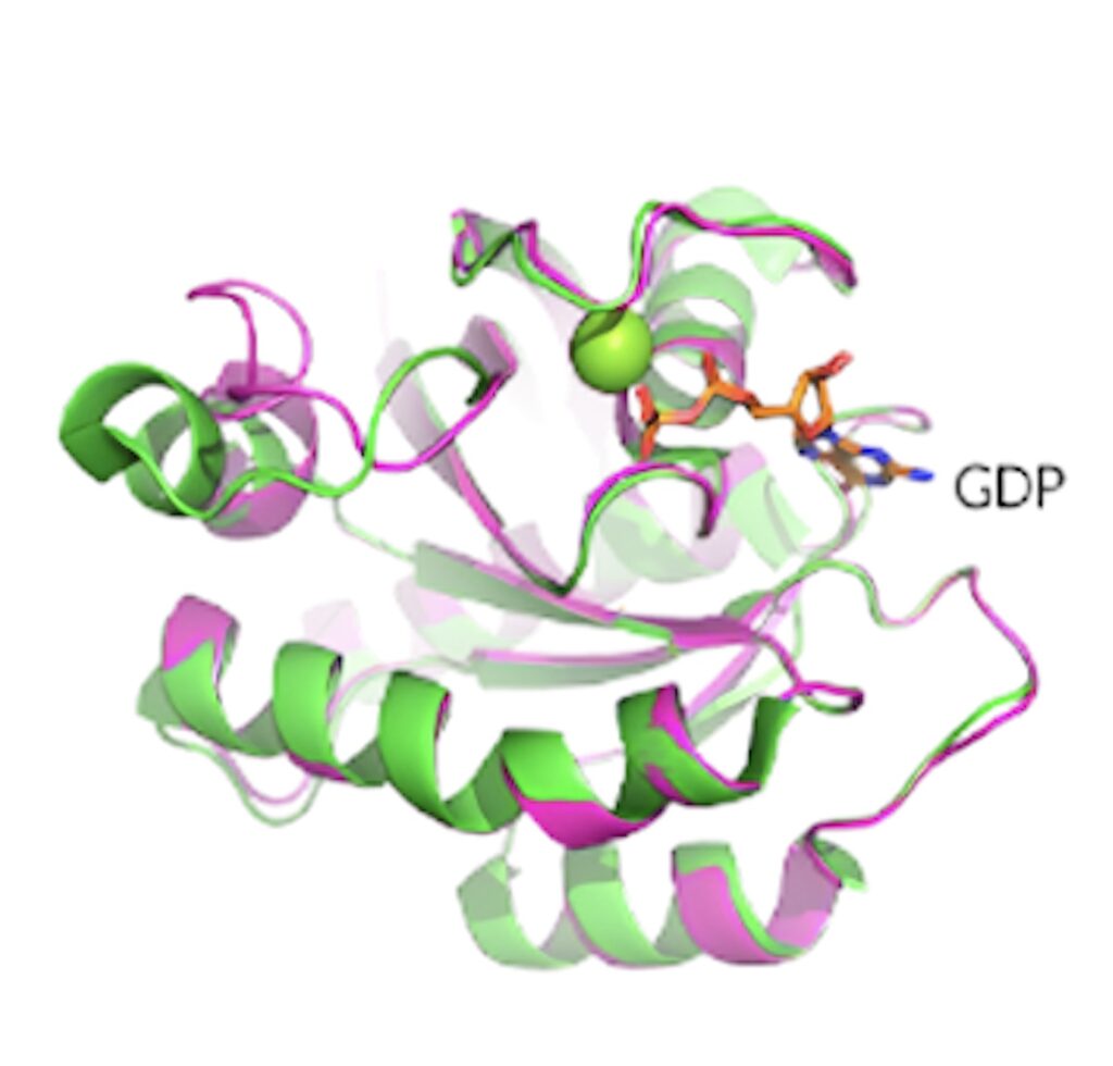 KRAS G12D晶体结构揭示了蛋白质的构象和 GDP 结合状态。.jpeg